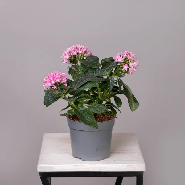 Пентас Розовый_3