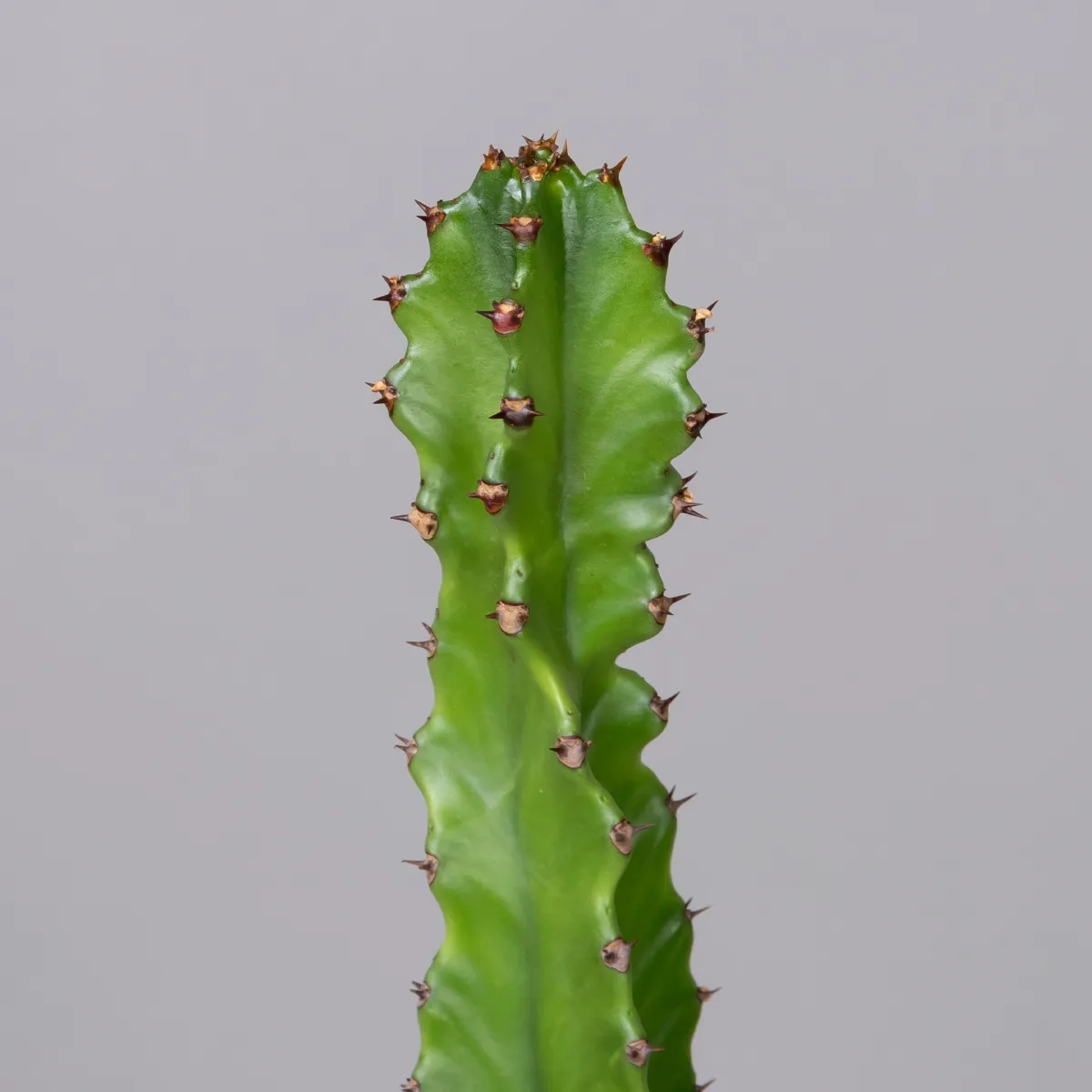 Опунция Консолея Рубесценс_3