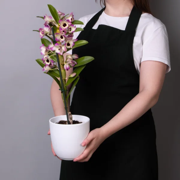 Дендробиум Нобиле Бело-розовый с темной серединкой