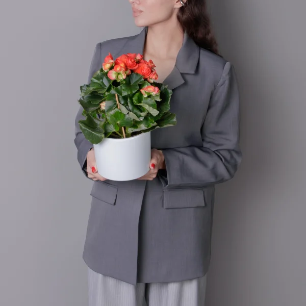 Бегония Элатиор Рейна (Оранжевая)_2