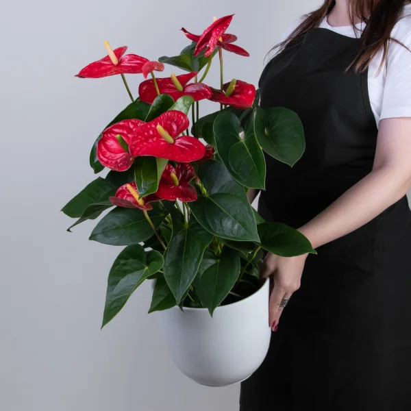 Антуриум Красный