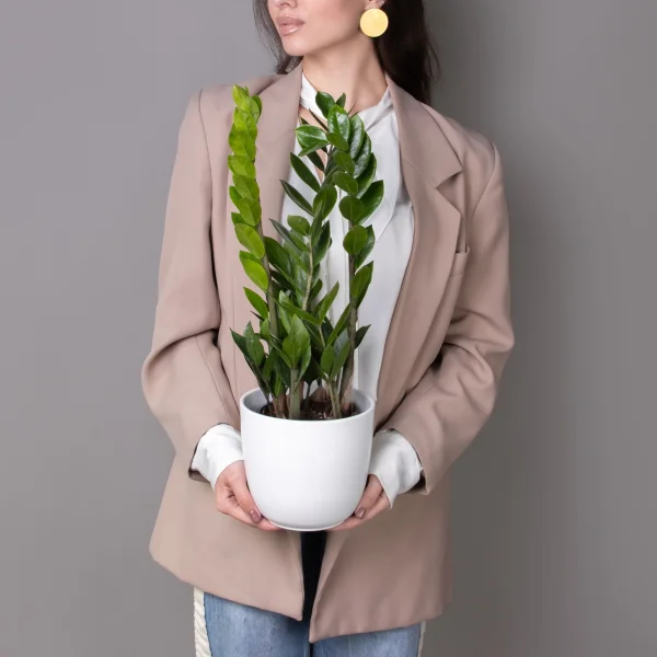 Замиокулкас Лаки_2