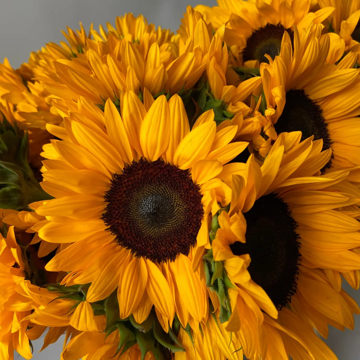 Гелиантус "Оранж Фаер"