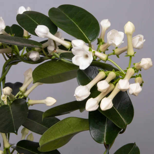 Стефанотис