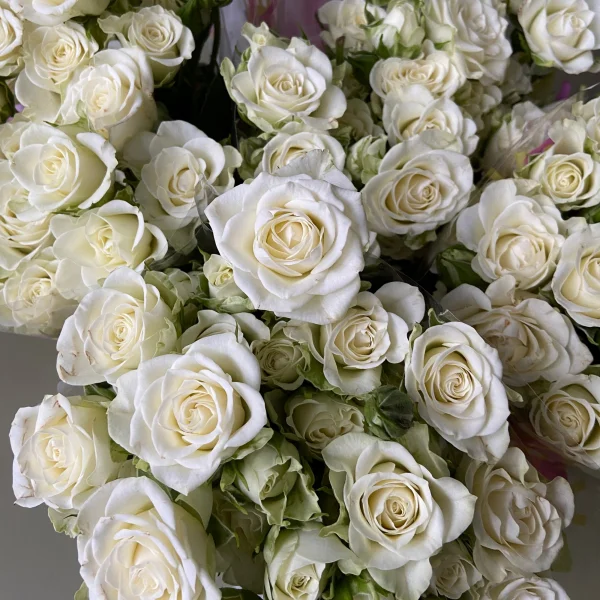 Роза_кустовая "Сноу Флейк"