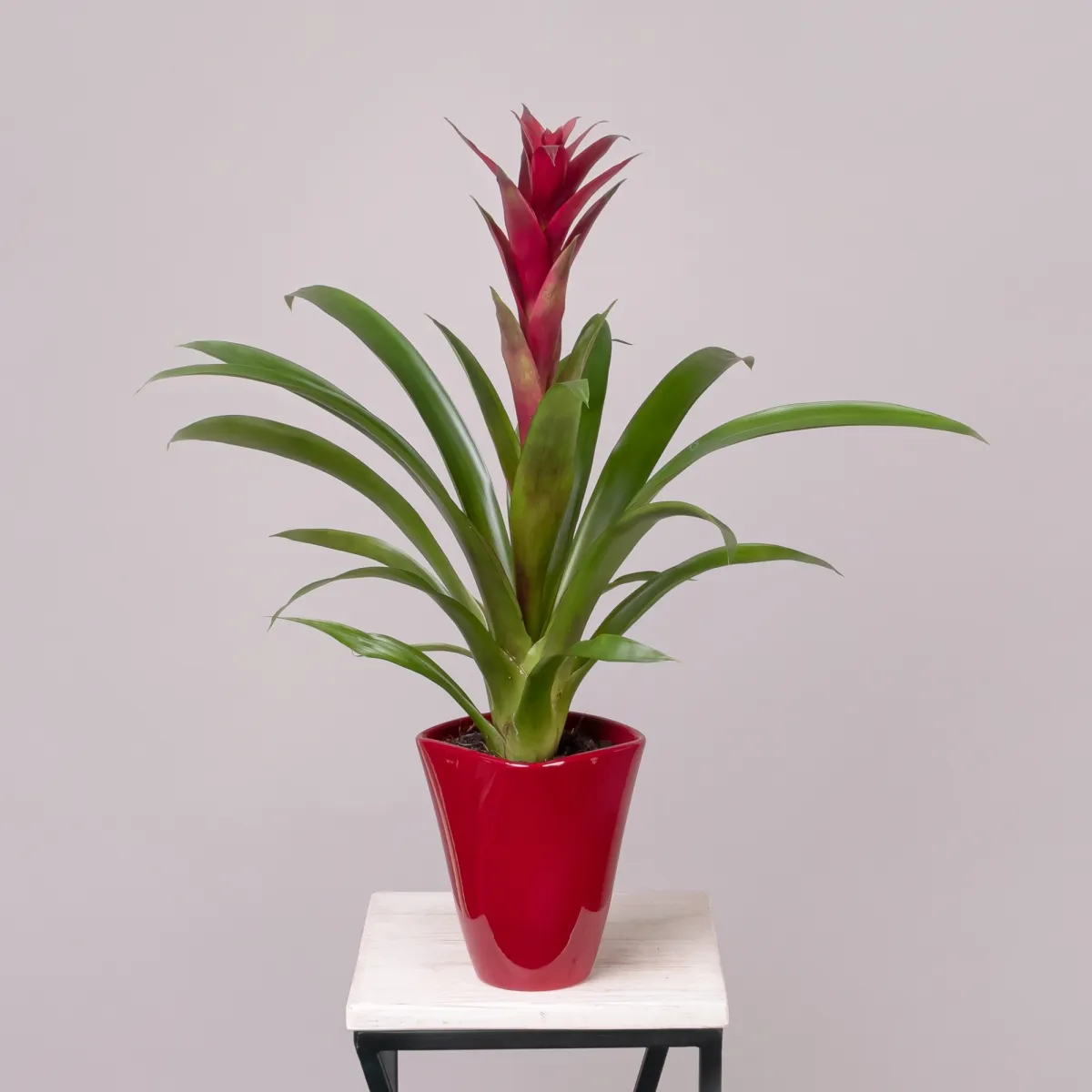 Гузмания Бордовая в керамике_1