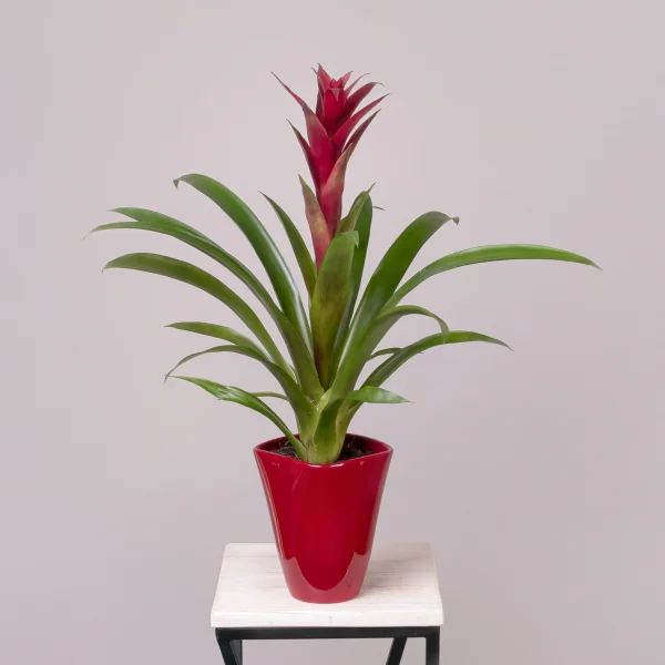 Гузмания Бордовая в керамике_1