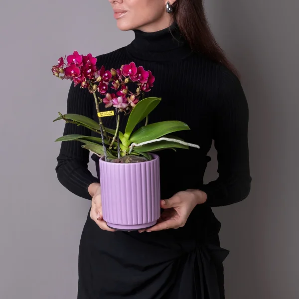 Фаленопсис Букет малиновый в розовой керамике_1
