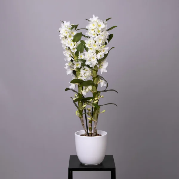 Дендробиум Нобиле Микс 2ст