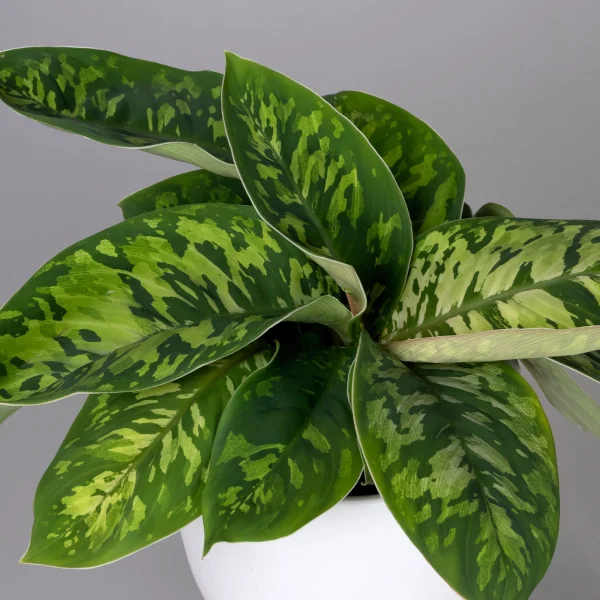 Хомаломена Камуфляж_3