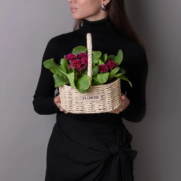 Примула Бордовая в Светлой двойной корзине_1