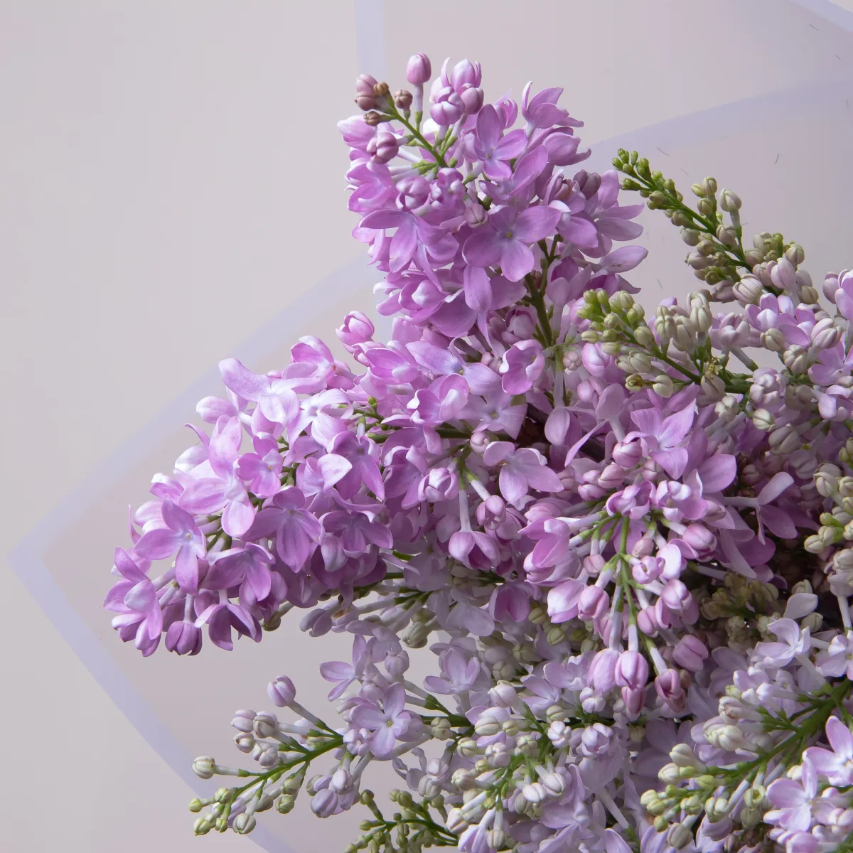 Букет Сирень "Рум Вон Хорстенштейн"4