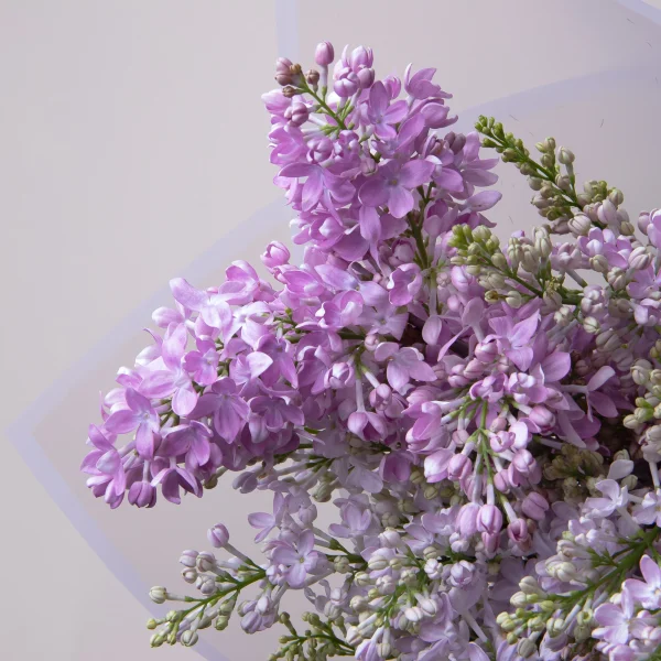 Букет Сирень "Рум Вон Хорстенштейн"4