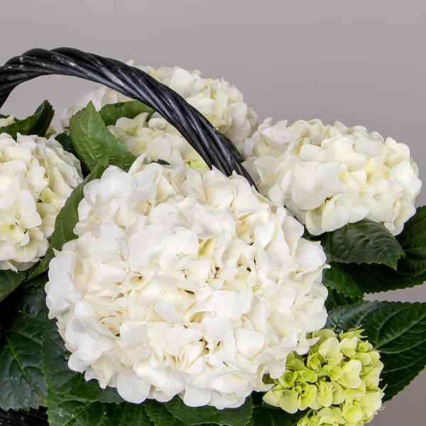 Гидрангия кустовая Белая в черной корзине_3
