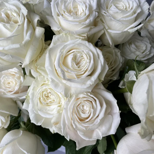 Роза "Плайа Бланка"