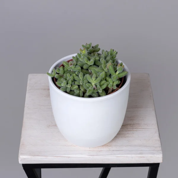 Делосперма Эхинатум_1