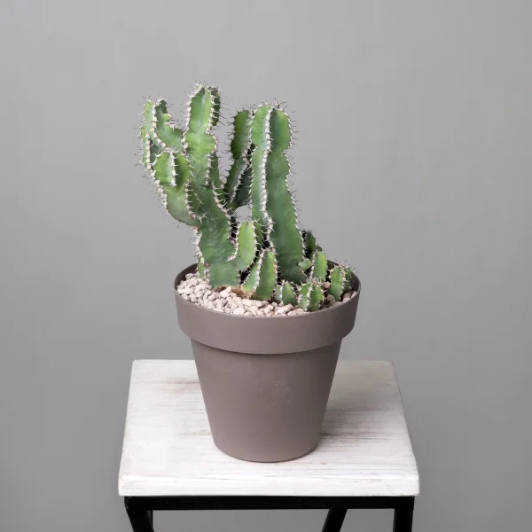 Эуфорбия Поликанта_1