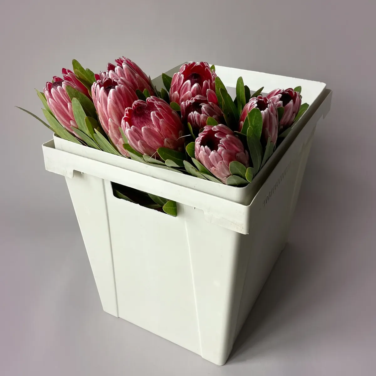 Протея "Пинк Айс"_1