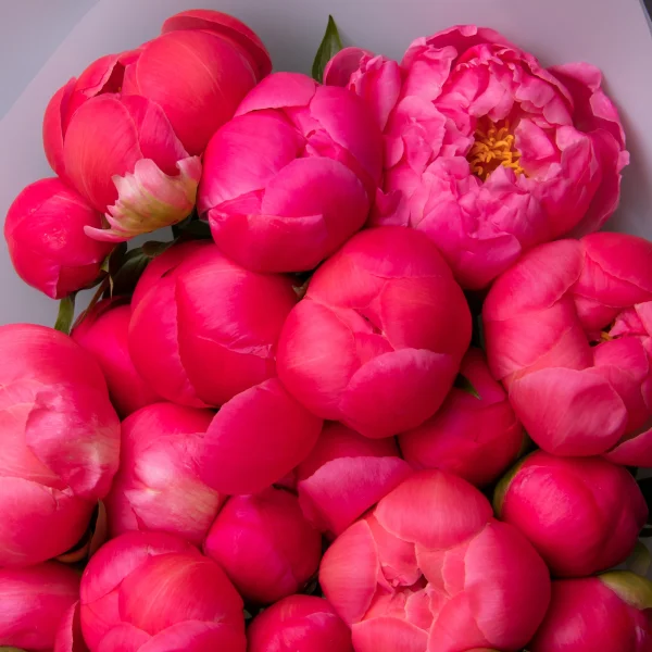 Букет Пион &quot;Корал Шарм&quot;_3