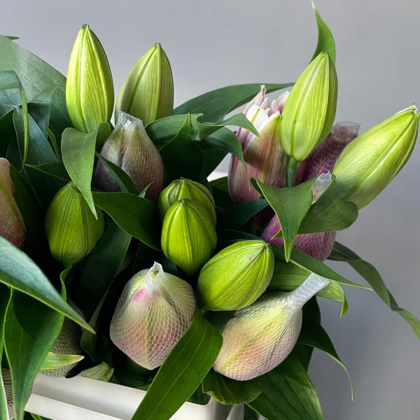 Лилия "Ор Роузлили Анушка"_3