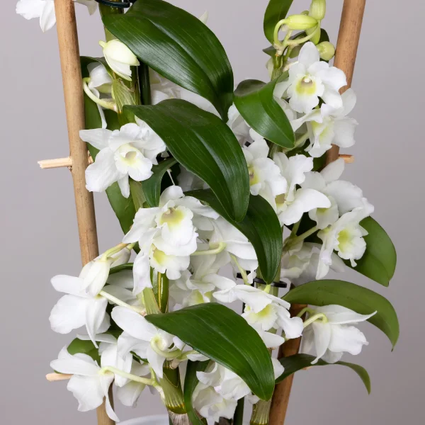 Дендробиум Нобиле Белый 2 ст на решетке_3