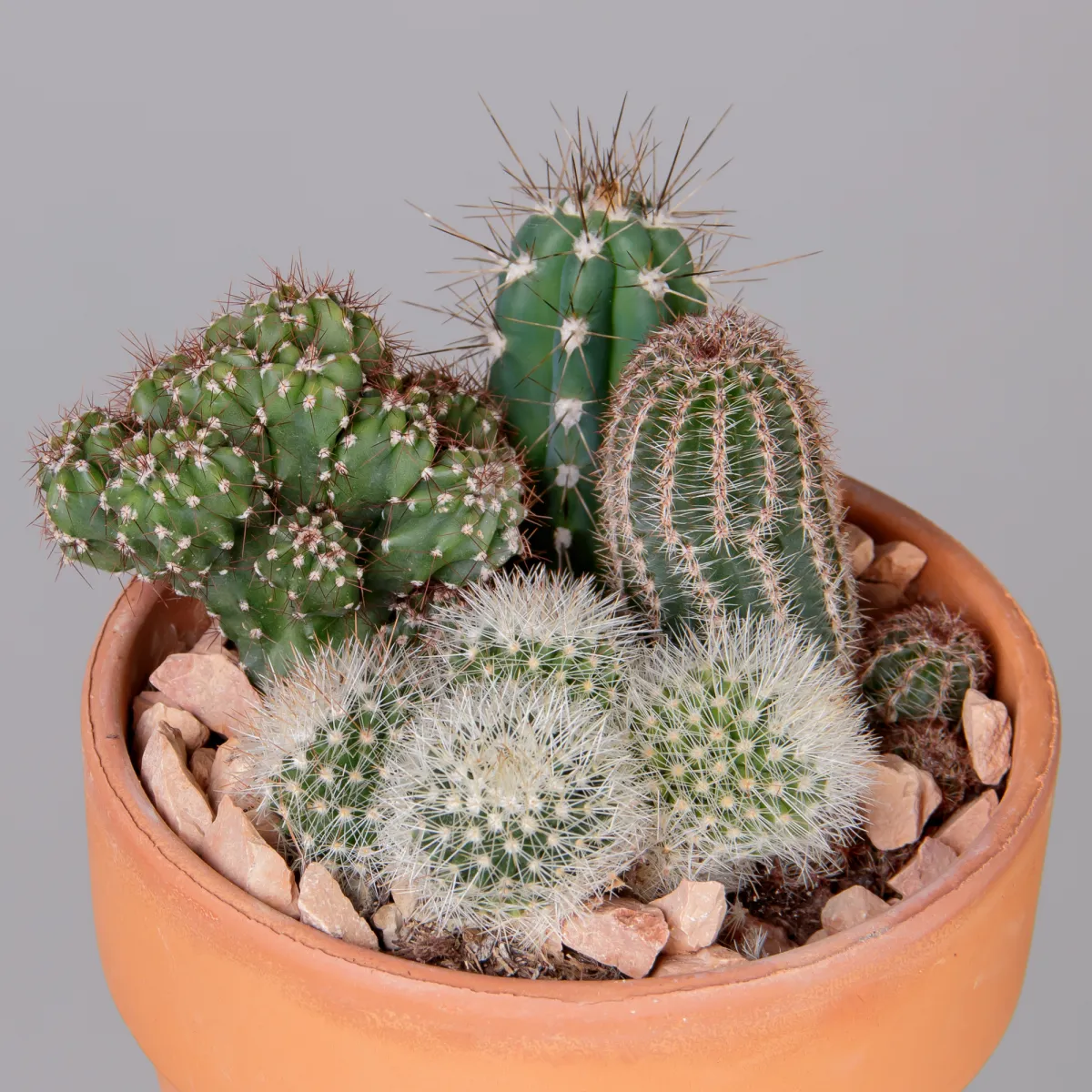 Кактус Микс терракотта 2_3