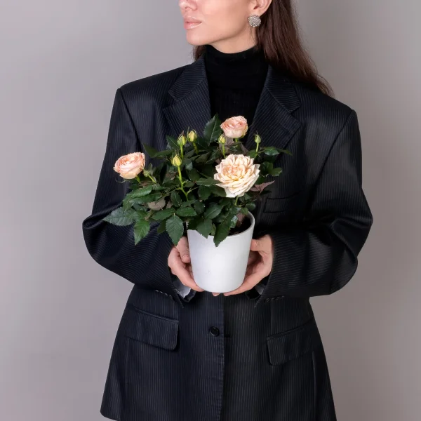 Роза кордана Гранд Белами_2