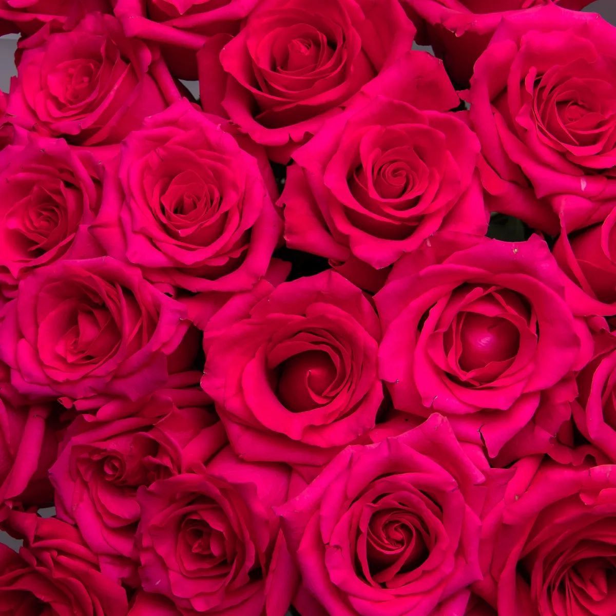 Букет Роза "Хот Эксплорер"