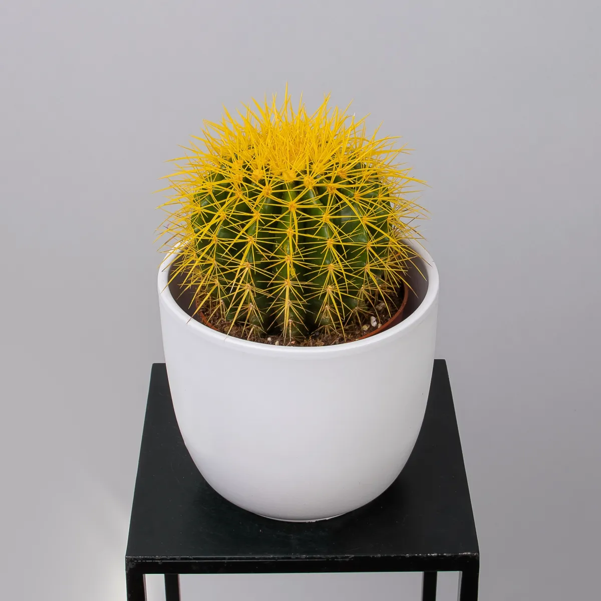 Эхинокактус Грузони крашеный микс_91