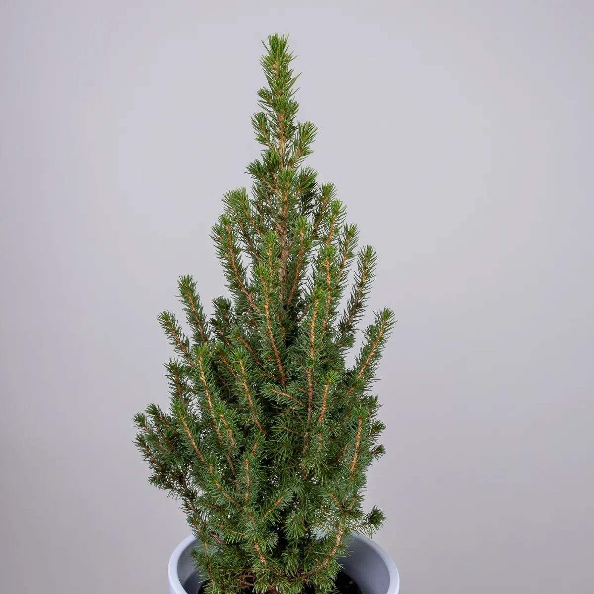 Ель Коника _3