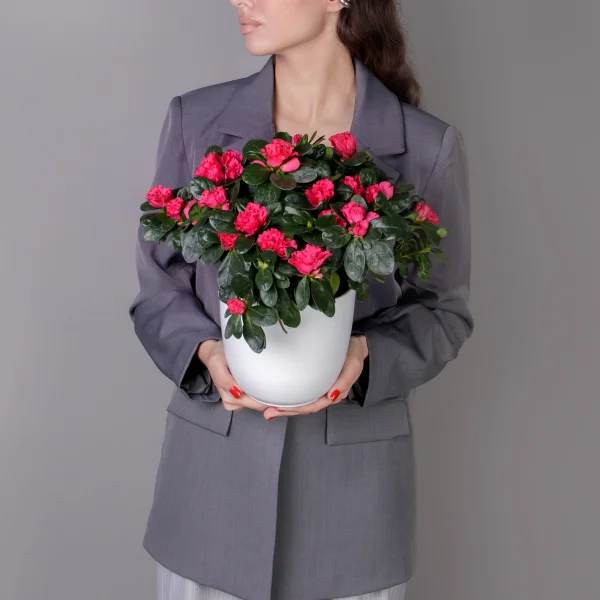 Азалия Фландрес Красная_2