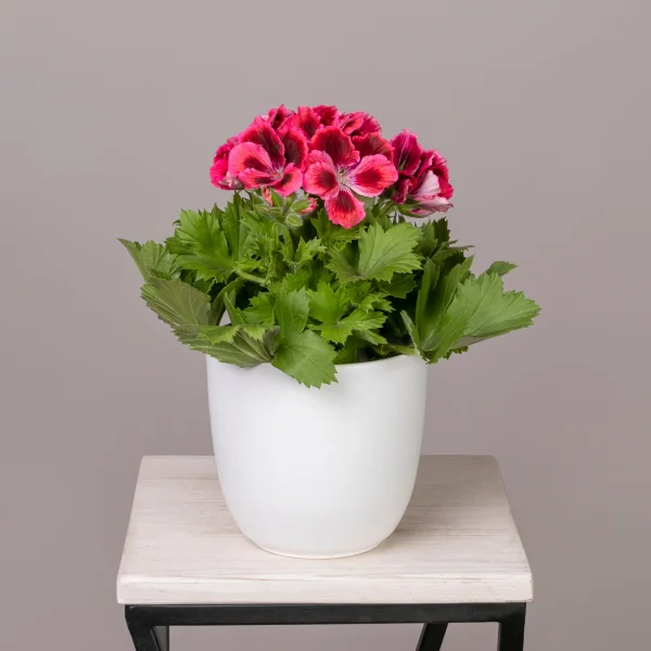 Пеларгония Гранди Пинк Вайт (розовая с темной серединкой)_1