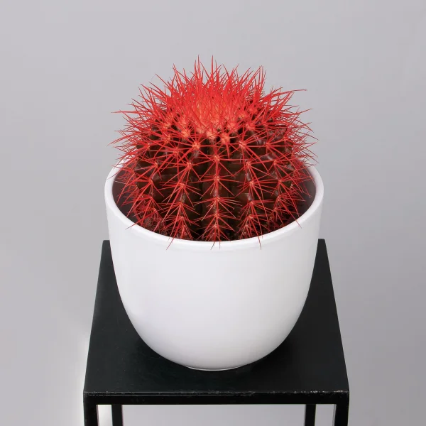 Эхинокактус Грузони крашеный микс_93