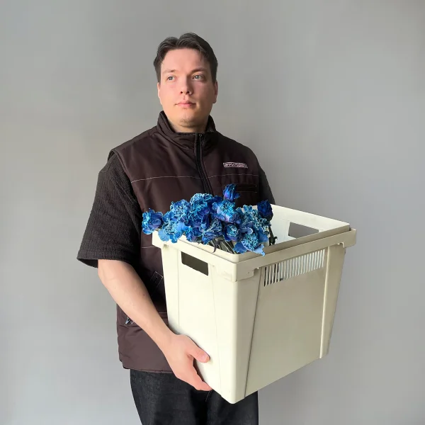 Гвоздика "Тинтед Блу"_2