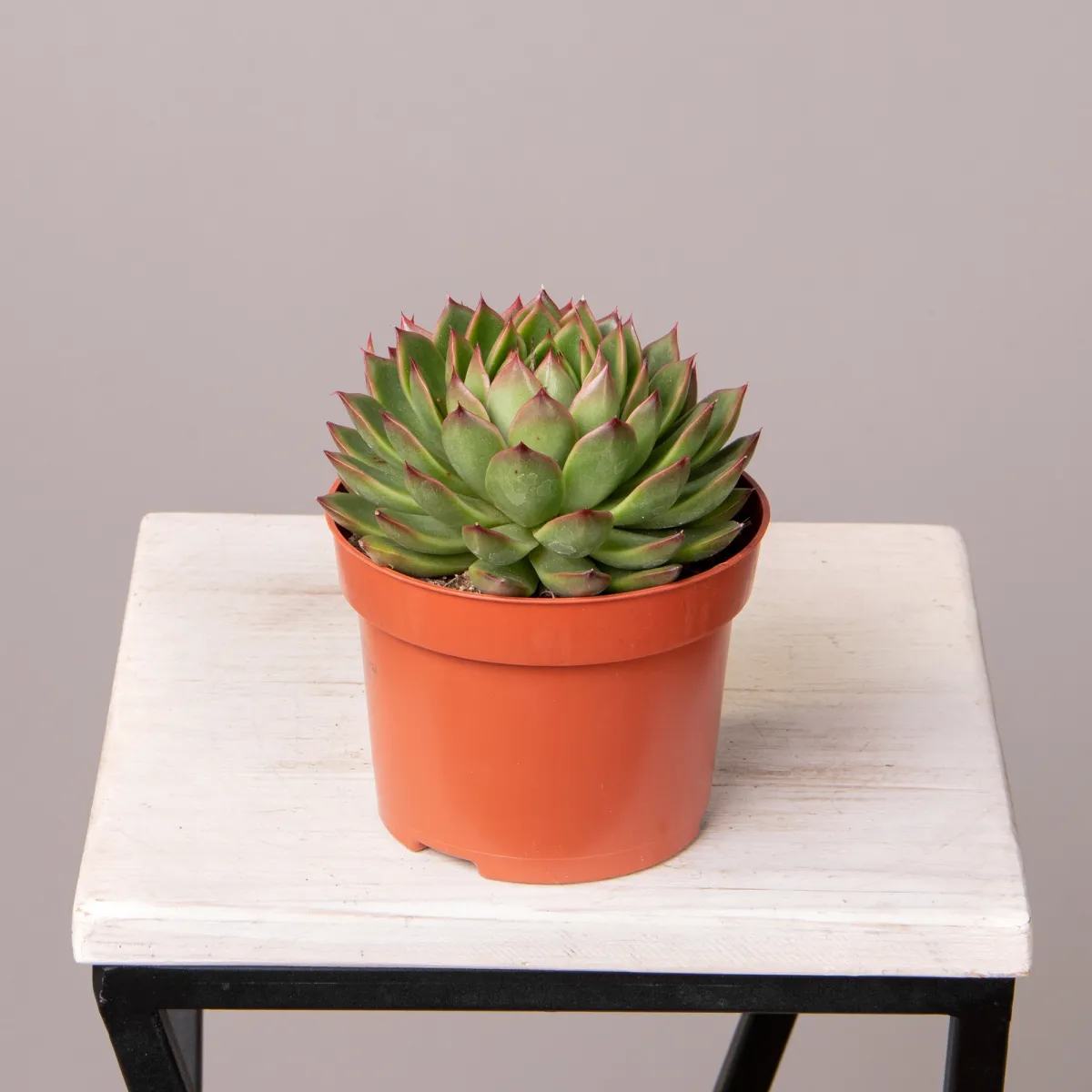 Эхеверия Липстик_4