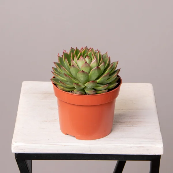 Эхеверия Липстик_4