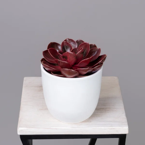 Эхеверия Меджик Ред_1