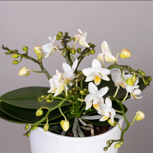 Фаленопсис Тейбл Витни Белый 4 ст_2