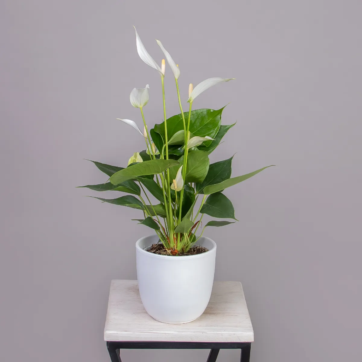 Антуриум андрианум Многоцветковый Кава_1