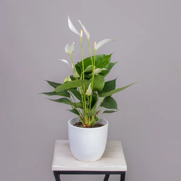 Антуриум андрианум Многоцветковый Кава_1