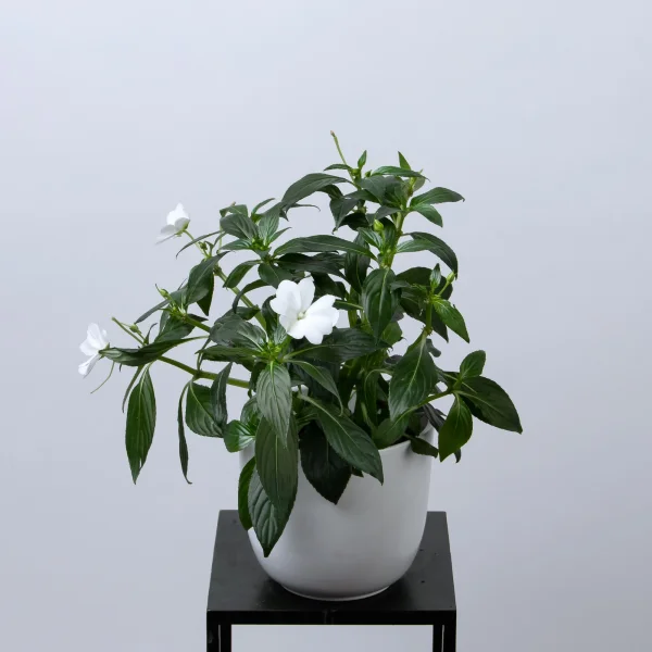 Импатиенс Нью Гвинея Микс