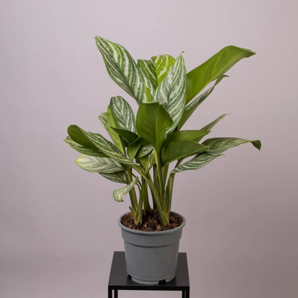 Аглаонема Сильвер Бэй 4