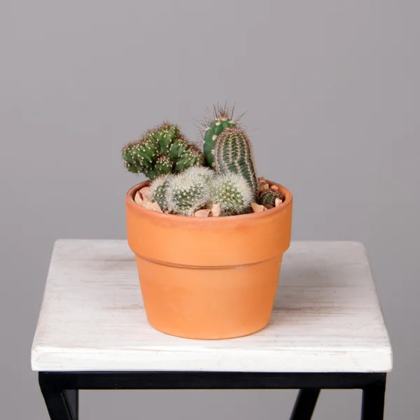 Кактус Микс терракотта 2_1