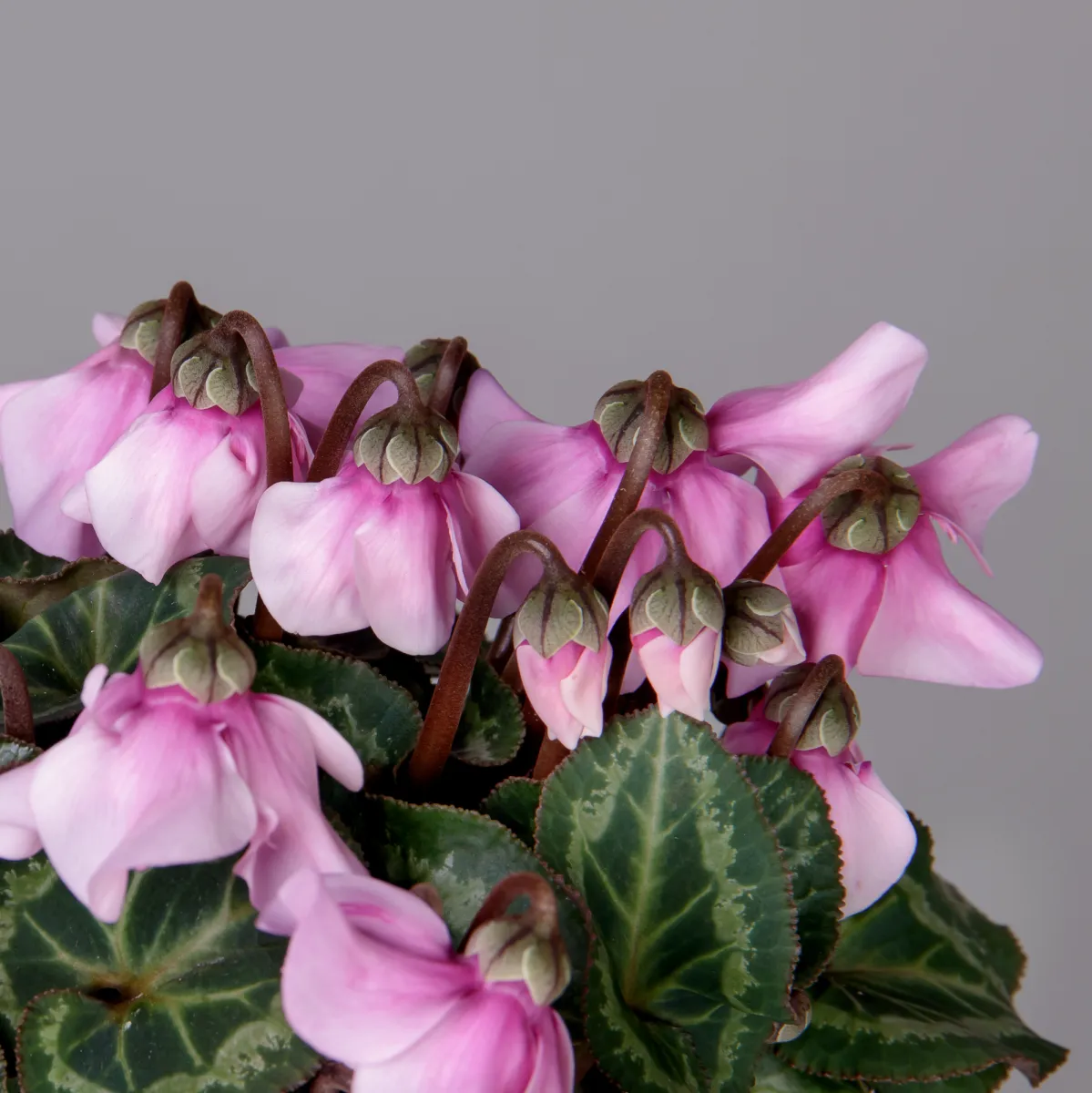 Цикламен Петтикоат розовый_3