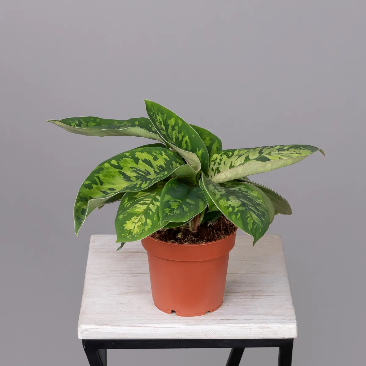 Хомаломена Камуфляж_4