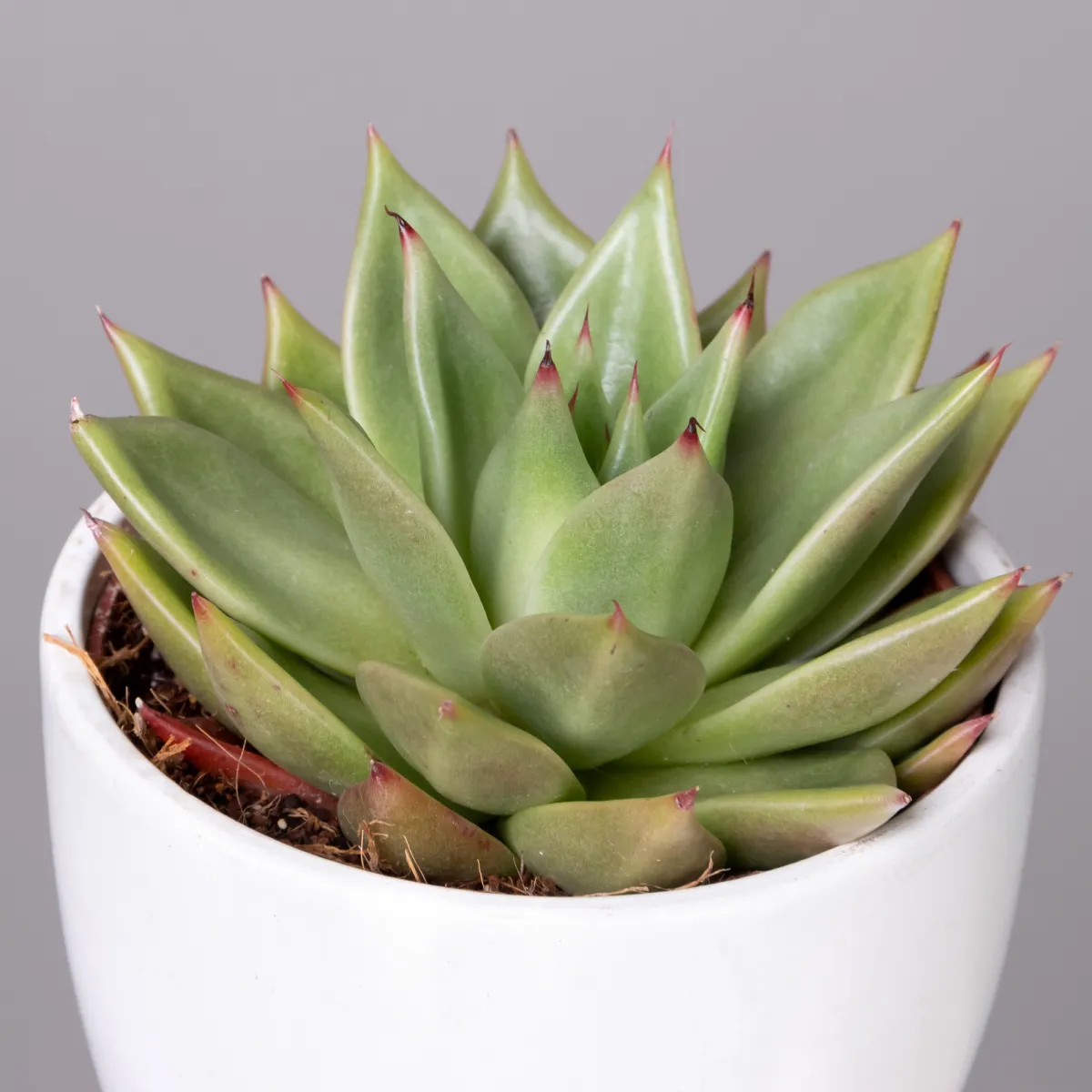 Эхеверия Эбони3