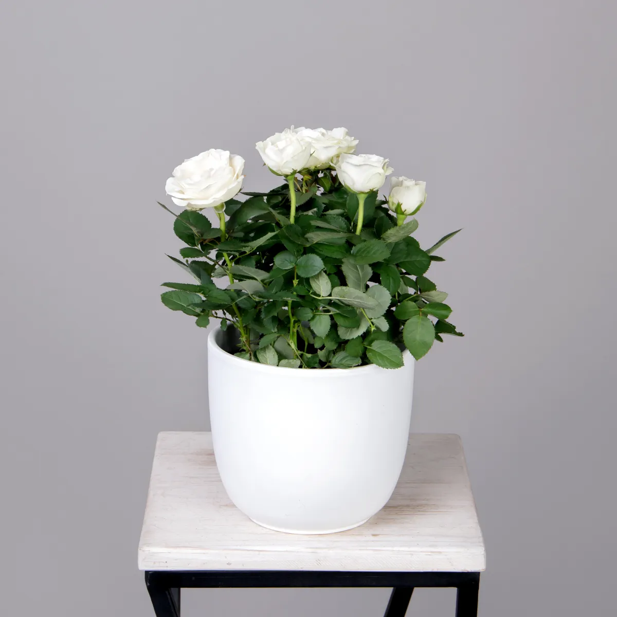 Роза Инфинити Белая_1