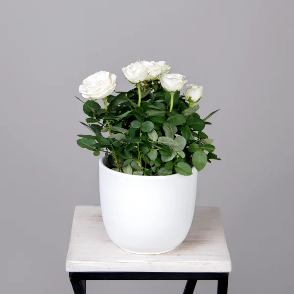 Роза Инфинити Белая_1