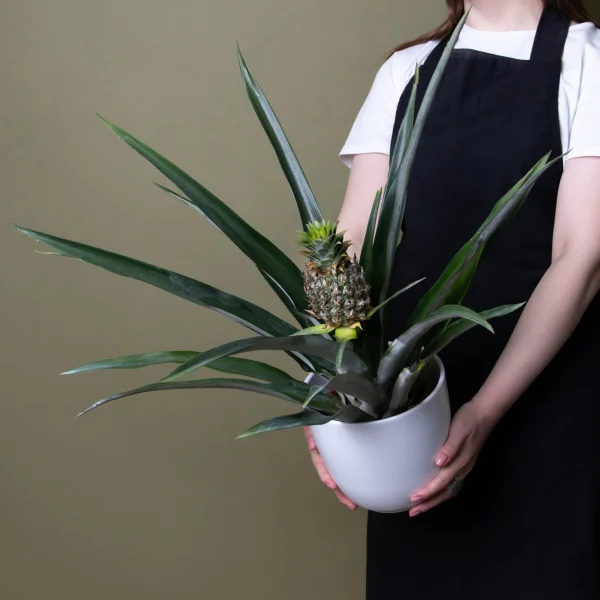 Ананас Чампака