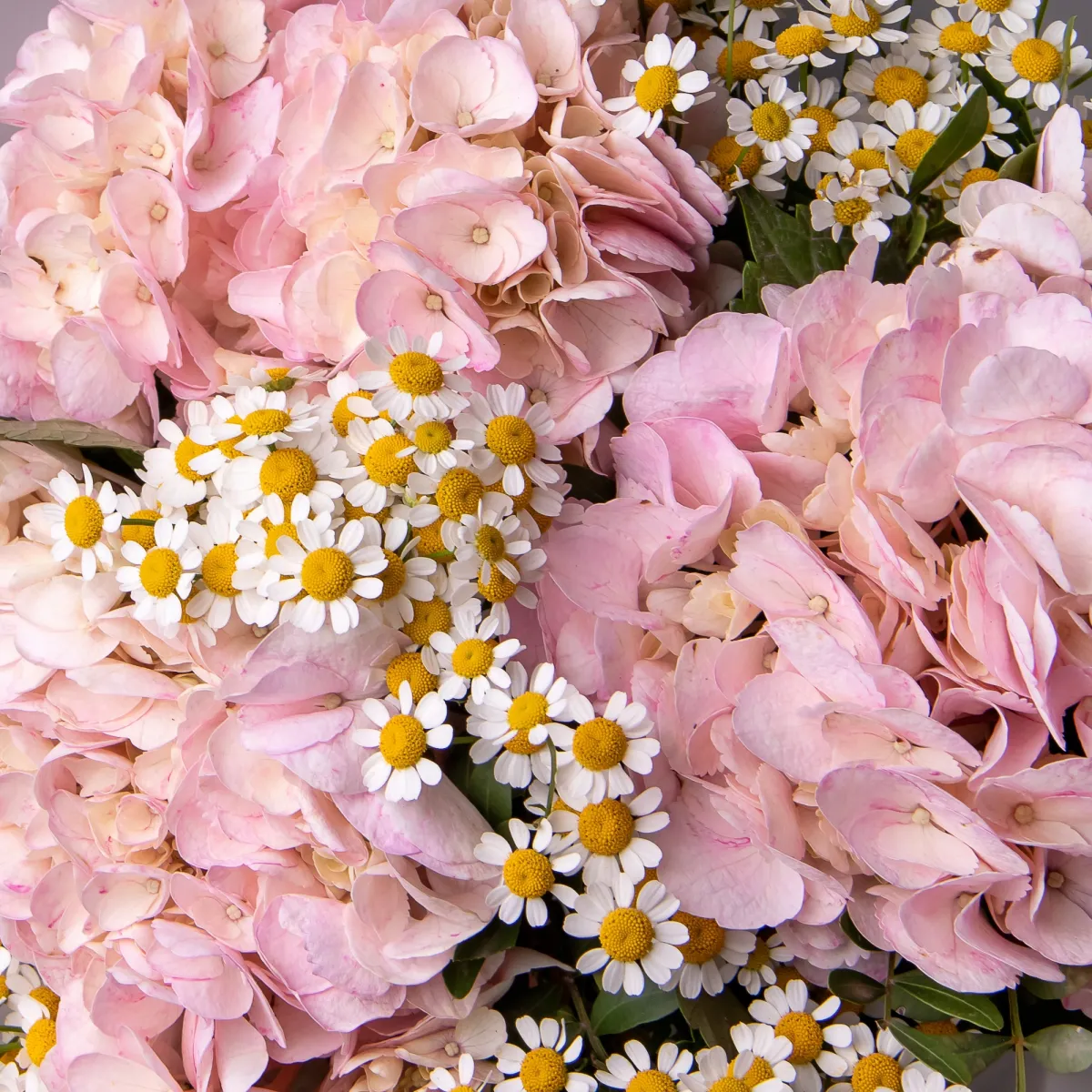 Флористический букет "Дуобукет из розовой гортензии и ромашки"_4